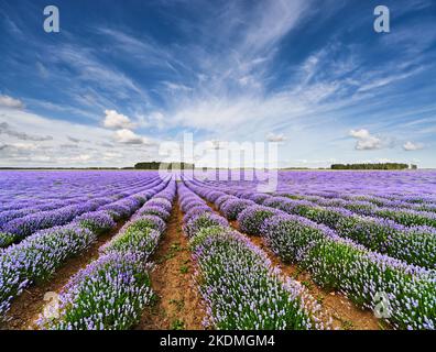 Paesaggio con campo di lavanda fiorente e cielo blu Foto Stock