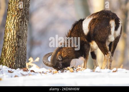 Nutrimento di muflon in foresta innevata nella natura invernale Foto Stock