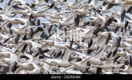 Le oche da neve migrano dal Canada del Nord alla costa del New Jersey per l'inverno. Foto Stock
