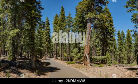 Alti pini verdi si trovano lungo il sentiero delle montagne della Sierra Nevada della California. Foto Stock