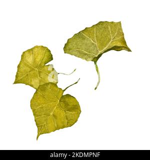 Set di foglie verde acquerello illustrazione disegnata a mano Foto Stock