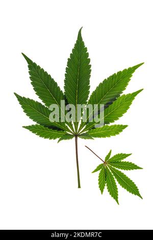 Foglie di marijuana verdi e gialle con fondo bianco chiaro Foto Stock