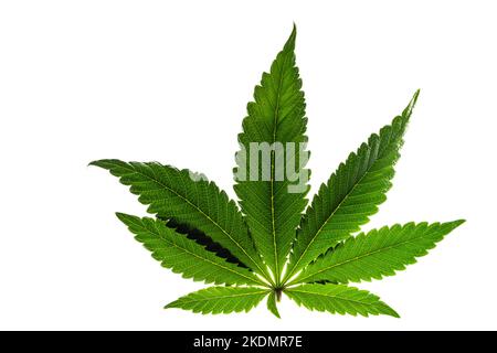 Foglie di marijuana verdi e gialle con fondo bianco chiaro Foto Stock