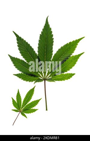 Foglie di marijuana verdi e gialle con fondo bianco chiaro Foto Stock