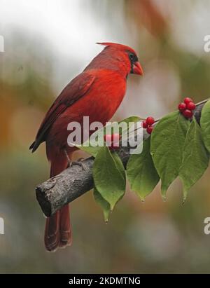 Il cardinale Nord Foto Stock