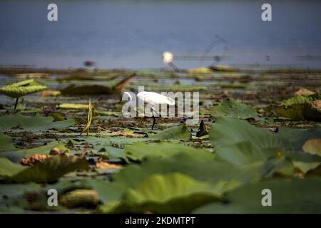 Airone di bestiame che cammina sui pattini del giglio Foto Stock