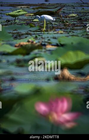 Airone di bestiame che cammina sui pattini del giglio Foto Stock