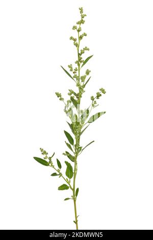 Artemisia vulgaris, fiore comune di mugwort isolato su sfondo bianco Foto Stock