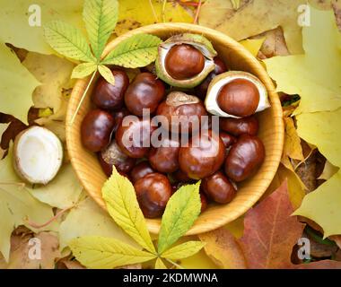 Castagne in ciotola, composizione autunnale. Vista dall'alto, disposizione piatta Foto Stock