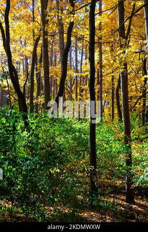 Foresta nel sud-est del Michigan Foto Stock