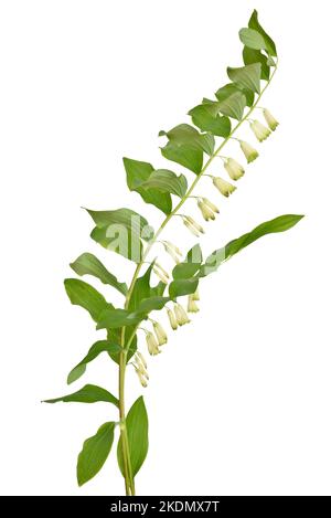 Polygonatum, fiori di foca di Salomone isolati su sfondo bianco Foto Stock