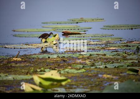 Moorhen a piedi su giglio pad Foto Stock