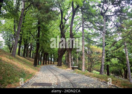 Sentiero lastricato sotto la baldacchino di un parco con panchine di pietra al suo bordo in una giornata nuvolosa Foto Stock