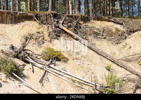 Erosione della terra su un alto fiume con alcuni tronchi di alberi caduti. Girato nel Parco Nazionale di Oulanka, Finlandia settentrionale. Foto Stock