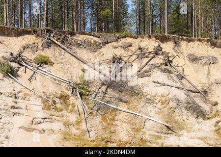 Erosione della terra su un alto fiume con alcuni tronchi di alberi caduti. Girato nel Parco Nazionale di Oulanka, Finlandia settentrionale. Foto Stock