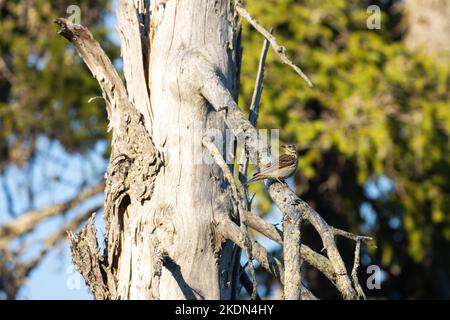 Pipeline di legno, Anthus trivialis arroccato su un grande e vecchio albero morto di Spruce nel parco nazionale estivo di Oulanka, Finlandia settentrionale Foto Stock