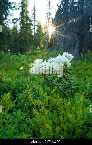 Bella fioritura rosmarino selvatico, Rhododendron tomentosum nel Parco Nazionale Riisitunturi estivo, Finlandia settentrionale Foto Stock