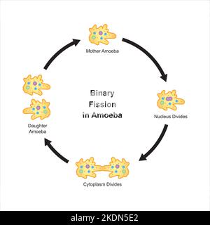 Progettazione scientifica della fissione binaria in ameba. Simboli colorati. Illustrazione vettoriale. Illustrazione Vettoriale