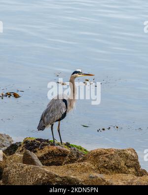 Grande airone blu sulla spiaggia Foto Stock