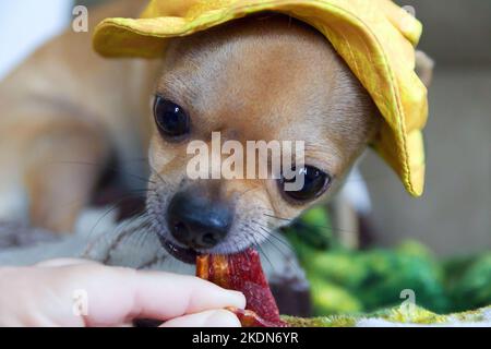 Il cane Chihuahua indossa un cappello giallo e mastica una delizia con pancetta sulla sua coperta Foto Stock