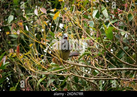 Chachalaca, l'uccello di Galliform posa su un ramo dell'albero Foto Stock