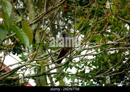 Chachalaca, l'uccello di Galliform posa su un ramo dell'albero Foto Stock