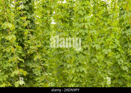 Luppolo che cresce verticalmente sullo spago nel luppolo campo, Kent, Inghilterra, Regno Unito Foto Stock