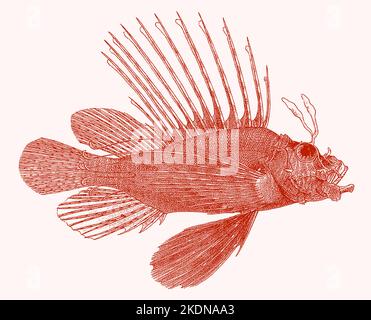 Pesci leoni rossi pterois volitans, velenosi pesci della barriera corallina in vista laterale Illustrazione Vettoriale