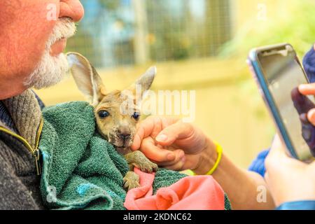 Coober Pedy, South Australia -27 agosto 2019: Un tour guidato porta i visitatori e le famiglie a incontrare un canguro orfano al Coober Pedy Kangaroo Sanctuary Foto Stock