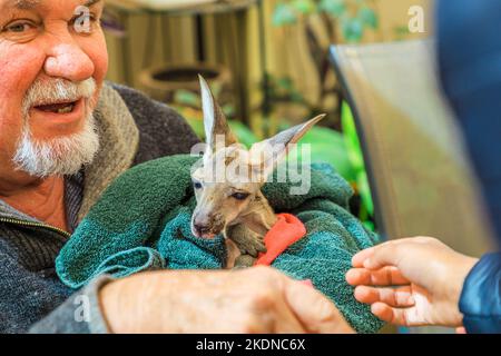 Coober Pedy, South Australia -27 agosto 2019: Un incontro ravvicinato con un canguro neonato joey fa parte dell'esperienza al Coober Pedy Kangaroo Foto Stock