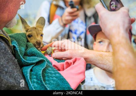 Coober Pedy, South Australia -27 agosto 2019: Un incontro ravvicinato e personale con un neonato canguro joey è offerto ai visitatori in un tour di Coober Foto Stock