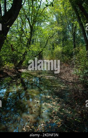 Parco Regionale dell'Isola DEAS a Delta, British Columbia, Canada Foto Stock