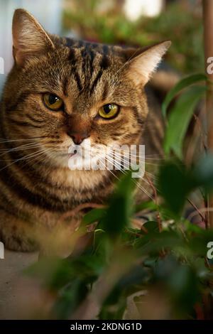 ritratto di un gatto a righe Foto Stock
