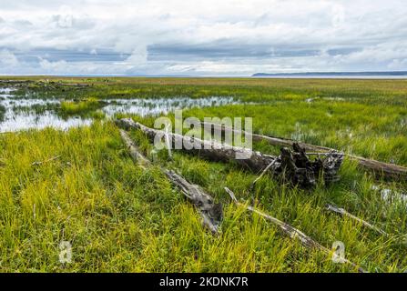 Zone umide vicino a Point Woronzof, Anchorage, Alaska, USA. Foto Stock