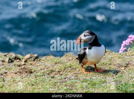 Un Puffin Atlantico (Fratercula artica) su un bordo della scogliera sull'isola di Sanday, Scozia, Regno Unito. Foto Stock