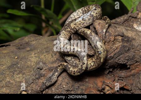 L'albero indonesiano boa Candoia carinata o Pacific Ground boa serpente Foto Stock