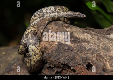 L'albero indonesiano boa Candoia carinata o Pacific Ground boa serpente Foto Stock