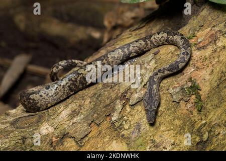 L'albero indonesiano boa Candoia carinata o Pacific Ground boa serpente Foto Stock