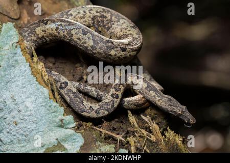 L'albero indonesiano boa Candoia carinata o Pacific Ground boa serpente Foto Stock