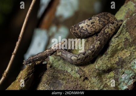 L'albero indonesiano boa Candoia carinata o Pacific Ground boa serpente Foto Stock