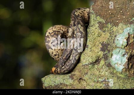 L'albero indonesiano boa Candoia carinata o Pacific Ground boa serpente Foto Stock