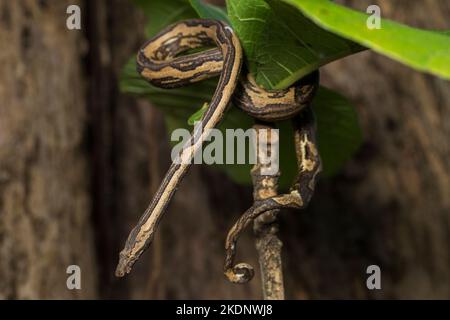 L'albero indonesiano boa Candoia carinata o Pacific Ground boa serpente Foto Stock