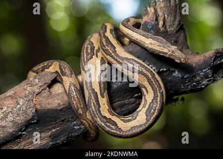 L'albero indonesiano boa Candoia carinata o Pacific Ground boa serpente Foto Stock