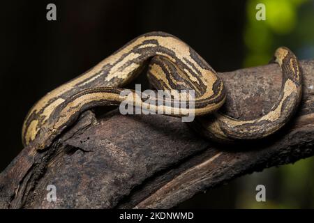 L'albero indonesiano boa Candoia carinata o Pacific Ground boa serpente Foto Stock