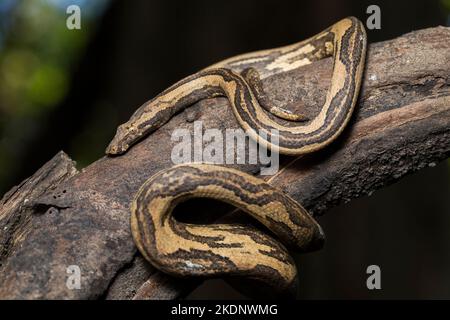 L'albero indonesiano boa Candoia carinata o Pacific Ground boa serpente Foto Stock