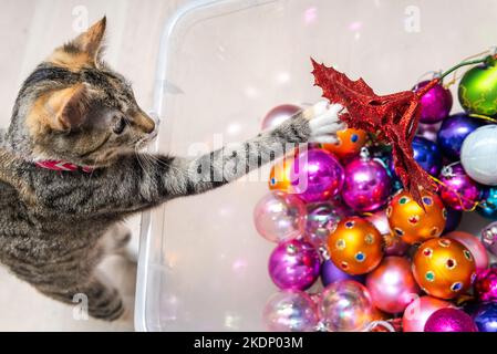 Cucciolo gatto giocare con le decorazioni di natale in una scatola Foto Stock