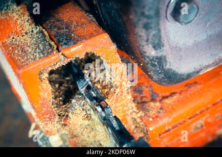 Il fissaggio del pneumatico della motosega è intonacato con segatura e primo piano con olio. Manutenzione della catena della sega. Cattivo stato dell'attrezzo Foto Stock