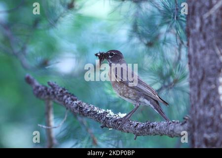 Un robin adulto con un becco pieno di vermi si appaia in un albero vicino al nido pronto a nutrire alcuni fledglings affamati. Foto Stock