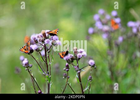 Piccole farfalle di Tortoiseshell, orticae di Aglais, nutrirsi di cardo strisciante, arvense di Cirsium, in un giorno d'estate. Foto Stock
