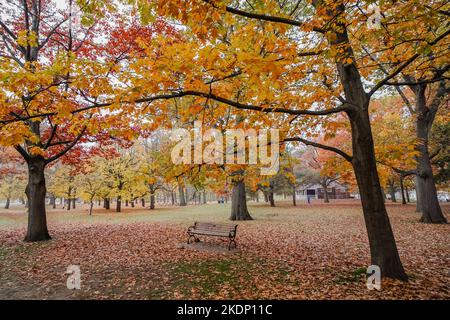 Una panca vuota all'interno di un parco circondato da foglie di albero giallo arancio rosso durante la navigazione autunnale negli stati uniti o in canada Foto Stock